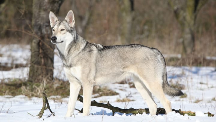 Foto: cane adulto di razza Cane lupo di Saarloos