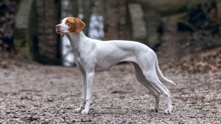 Photo : chien adulte de race Braque Saint-Germain