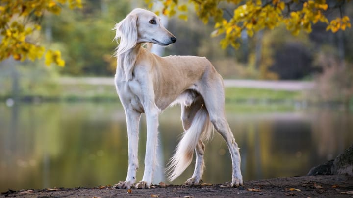 Foto: cane adulto di razza Saluki