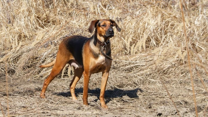 Photo : chien adulte de race Schiller stövare