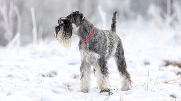 Photo : chien adulte de race Schnauzer