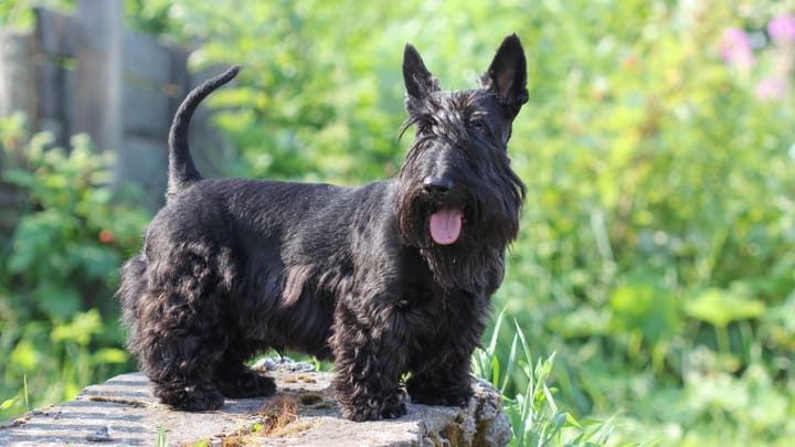 Photo : chien adulte de race Scottish Terrier