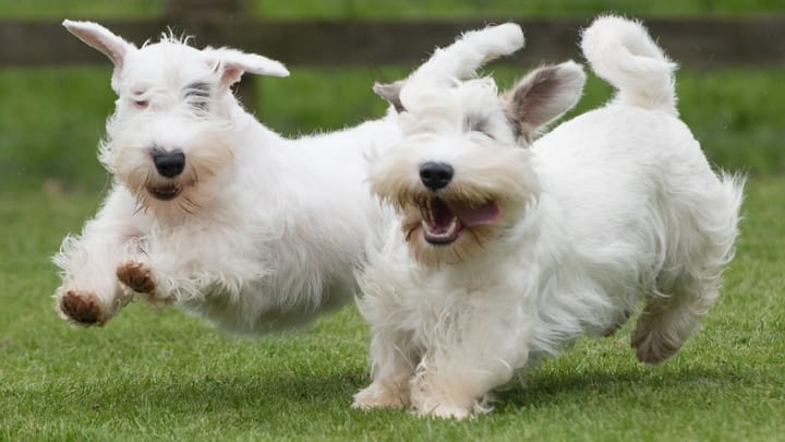 Zdjęcie: dorosły pies rasa Sealyham terrier