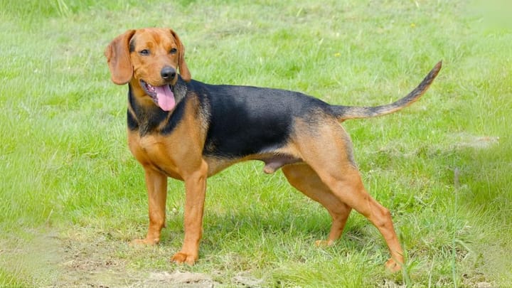 Photo : chien adulte de race Chien courant serbe