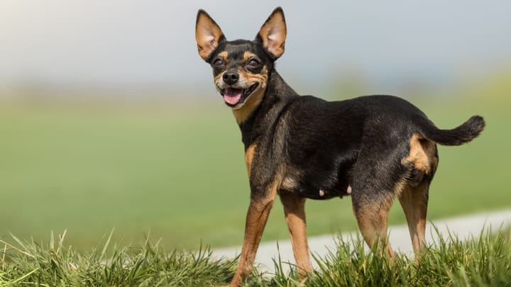 Foto: cane adulto di razza Cane ratto di Praga