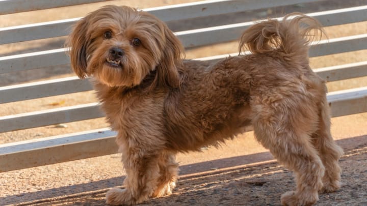 Foto: erwachsener Hund der Rasse Shih Poo: Shih Tzu-Pudel-Mix