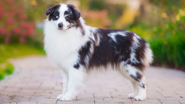 Foto: volwassen hond ras Miniature American Shepherd
