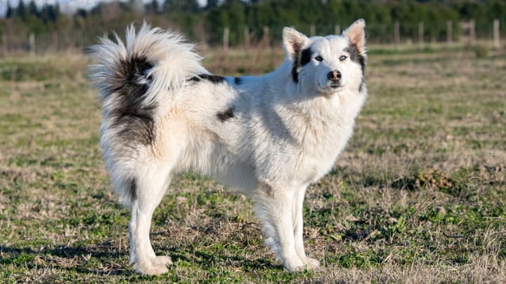 Photo : chien adulte de race Laïka de Yakoutie