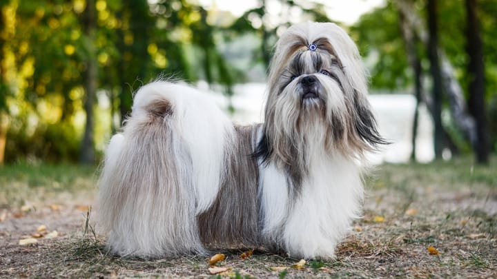 Foto: cane adulto di razza Shih Tzu