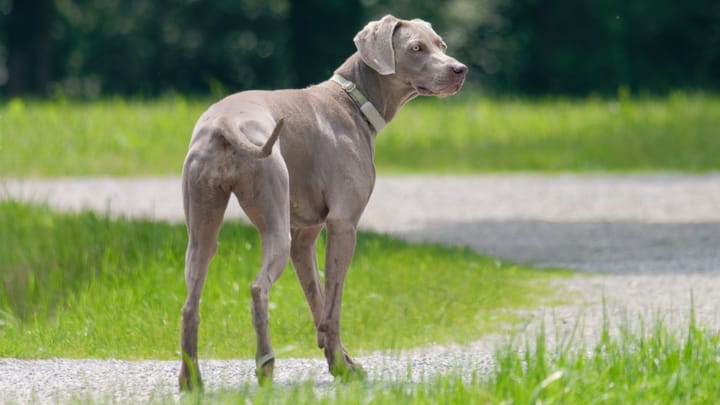 Photo : chien adulte de race Braque de Weimar