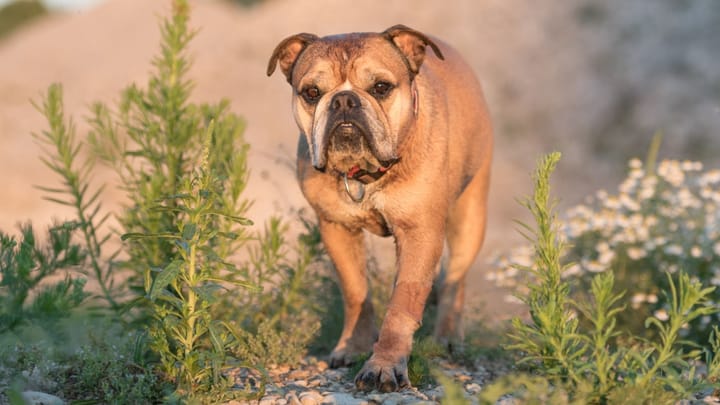 Zdjęcie: dorosły pies rasa Bulldog kontynentalny