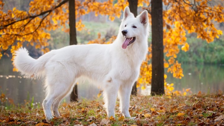 Photo: adult dog of White Swiss Shepherd Dog breed