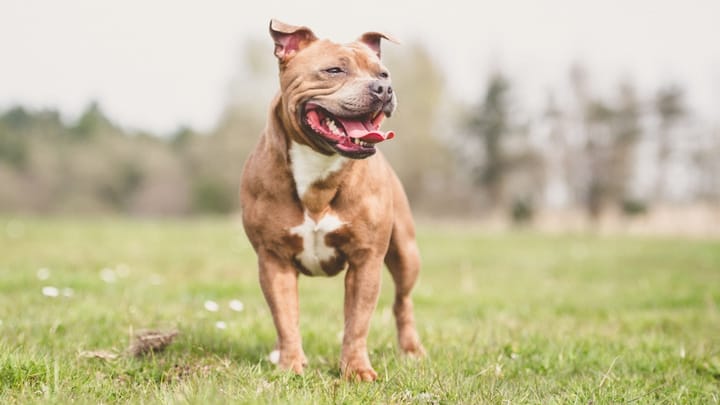 Foto: erwachsener Hund der Rasse Staffordshire Bullterrier