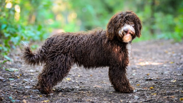 Foto: cane adulto di razza Perro de Agua Español