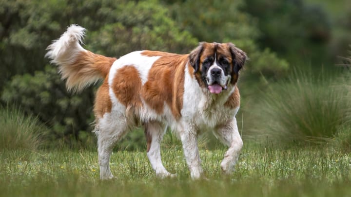 Foto: erwachsener Hund der Rasse Bernhardiner