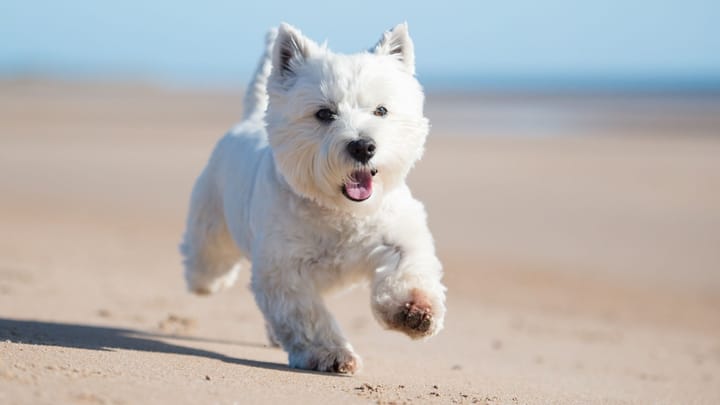 Photo : chien adulte de race West Highland White Terrier