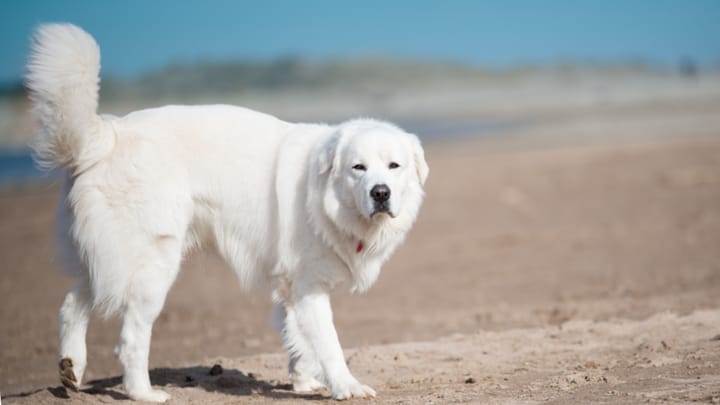 Foto: cane adulto di razza Cane da pastore di Tatra