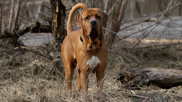 Foto: erwachsener Hund der Rasse Tosa Inu