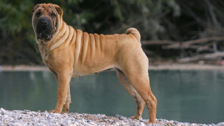 Photo : chien adulte de race Shar Pei