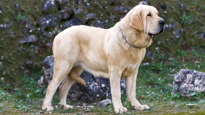 Photo : chien adulte de race Mâtin espagnol