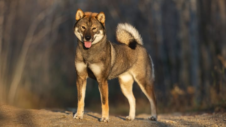 Photo : chien adulte de race Shikoku