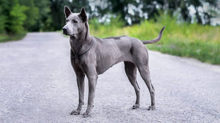 Photo : chien adulte de race Chien thaïlandais