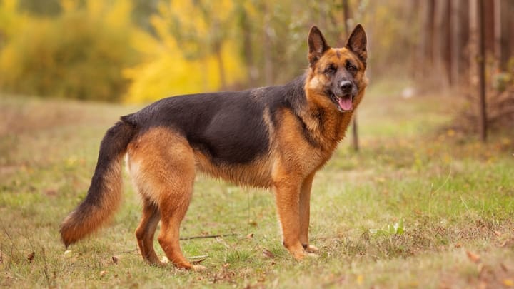 Foto: erwachsener Hund der Rasse Deutscher Schäferhund