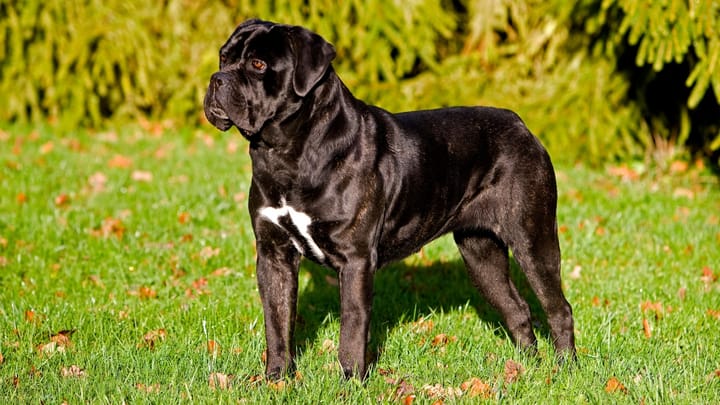 Photo : chien adulte de race Cane Corso