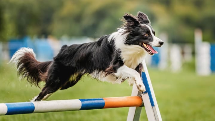 Foto: erwachsener Hund der Rasse Border Collie