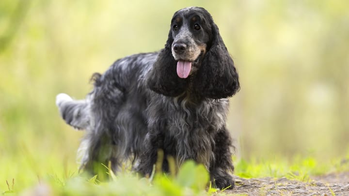 Foto: erwachsener Hund der Rasse Cocker Spaniel