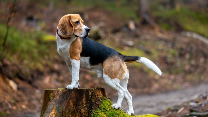 Foto: volwassen hond ras Beagle