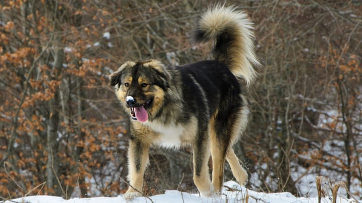 Photo : chien adulte de race Berger yougoslave