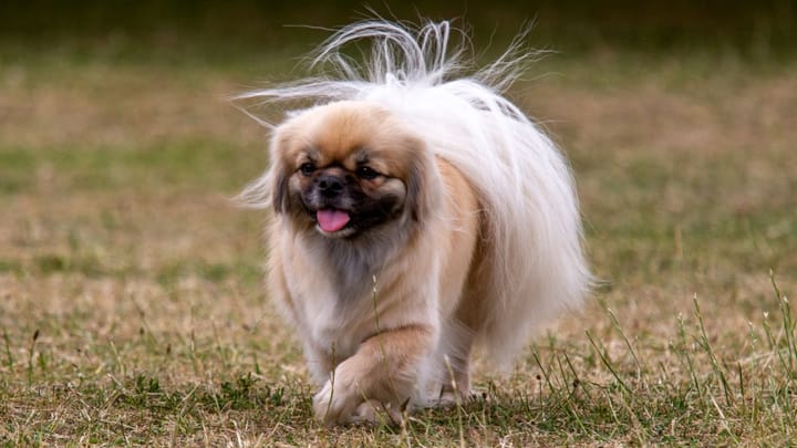 Photo : chien adulte de race Épagneul tibétain