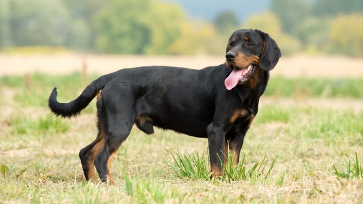 Foto: cane adulto di razza Slovensky kopov