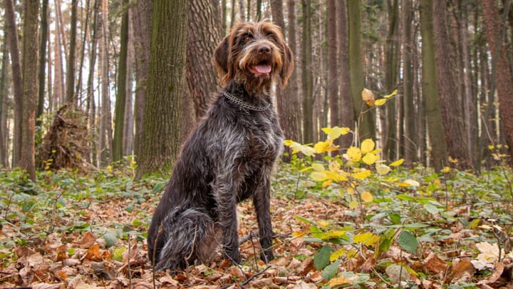 Photo : chien adulte de race Griffon à poil dur Korthals