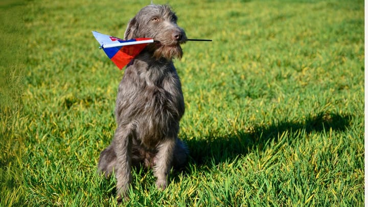 Photo : chien adulte de race Braque slovaque à poil dur