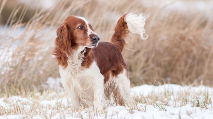 Foto: volwassen hond ras Welsh Springer Spaniel
