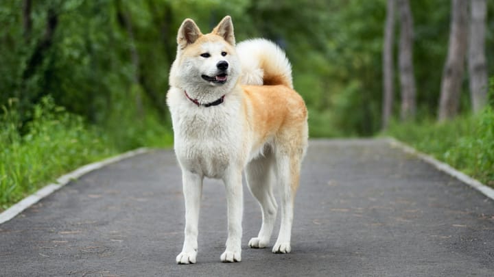 Foto: erwachsener Hund der Rasse Akita Inu