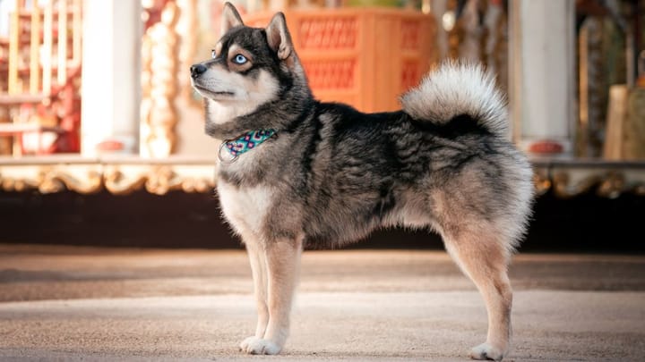 Foto: volwassen hond ras Pomsky