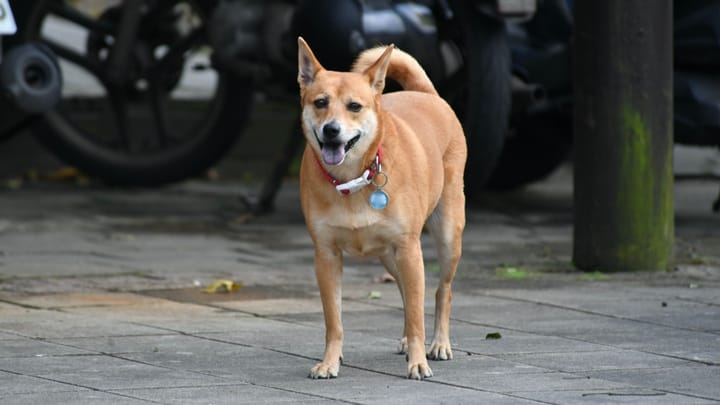 Foto: volwassen hond ras Taiwandog
