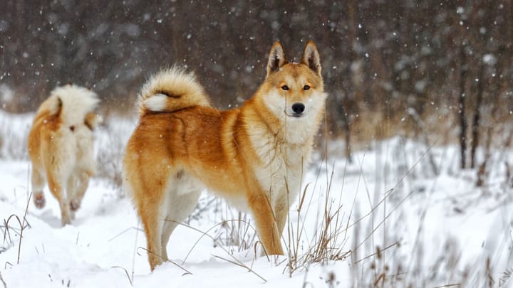 Photo : chien adulte de race Laika de Sibérie occidentale