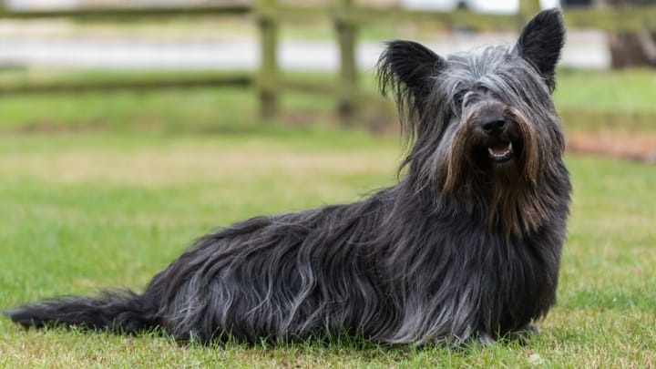 Foto: erwachsener Hund der Rasse Skye Terrier
