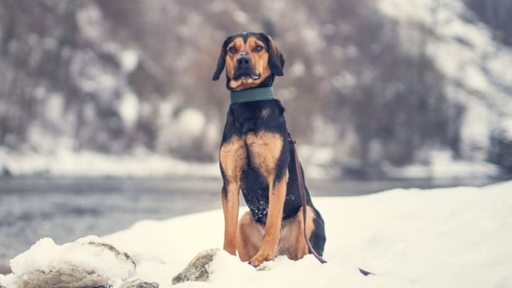 Photo : chien adulte de race Brachet tyrolien