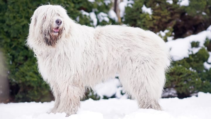 Photo : chien adulte de race Berger de Russie méridionale