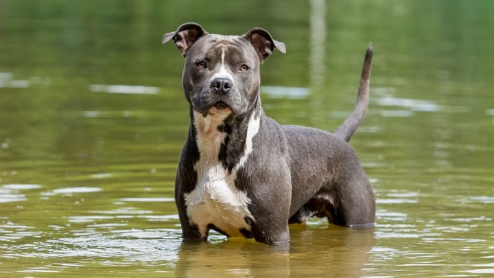 Foto: cane adulto di razza American Staffordshire Terrier