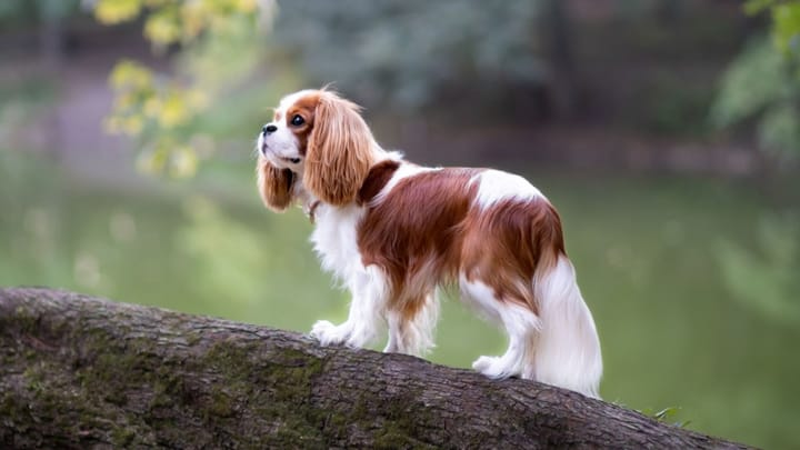 Foto: erwachsener Hund der Rasse Cavalier King Charles Spaniel