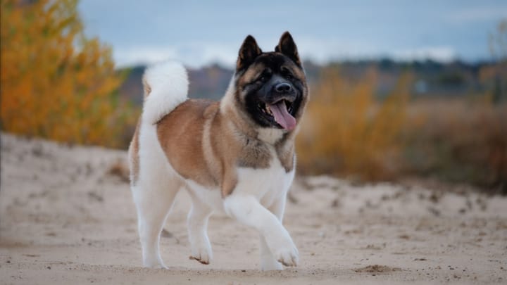 Foto: erwachsener Hund der Rasse American Akita