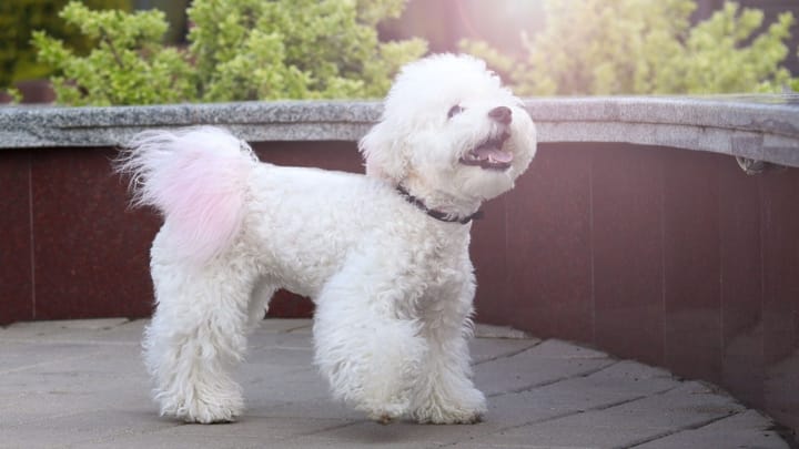 Photo : chien adulte de race Bichon à poil frisé