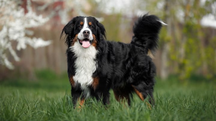 Photo : chien adulte de race Bouvier bernois