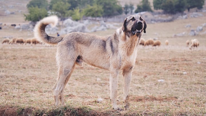 Foto: erwachsener Hund der Rasse Kangal